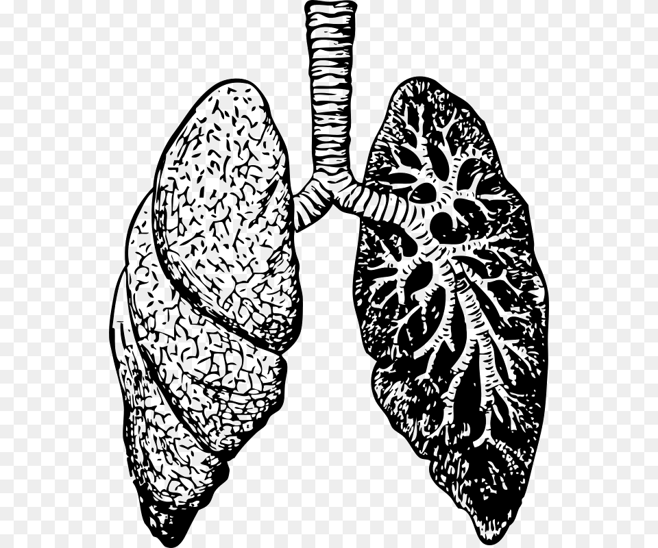 Lung Dealing With Bronchitis Overcoming Bronchitis And, Gray Free Png