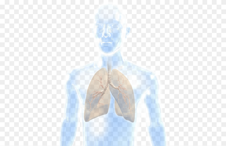 Lung Illustration, Adult, Female, Person, Woman Free Transparent Png
