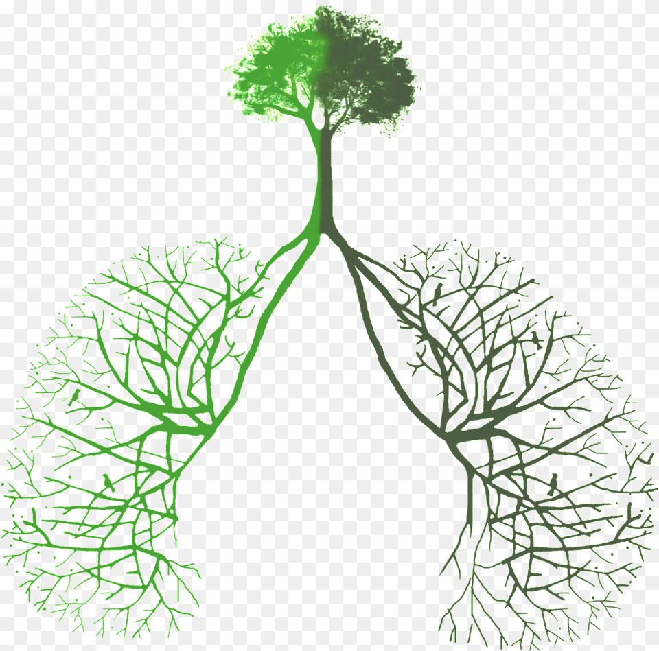 Lung Opening Made From Green Plants Transparent Tree Lungs, Plant, Food, Seasoning Free Png
