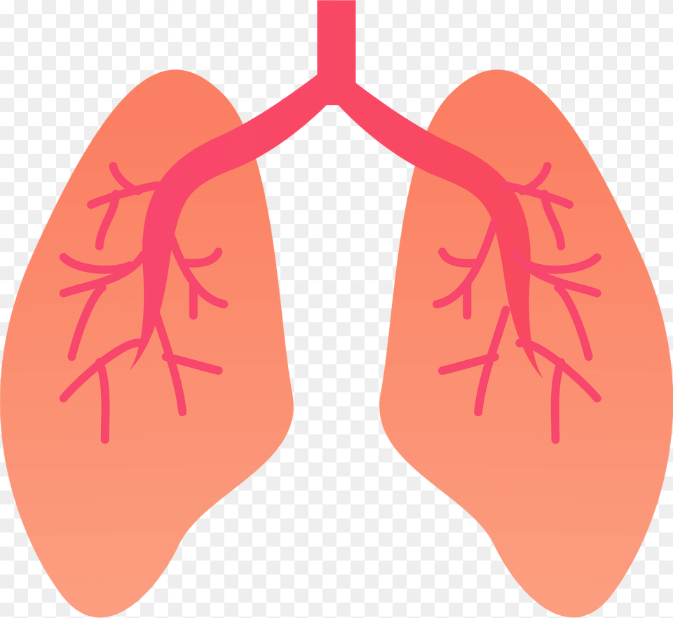 Lung Organ Clipart, Person Free Transparent Png