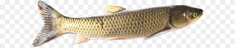 Lunge, Animal, Fish, Sea Life, Carp Png