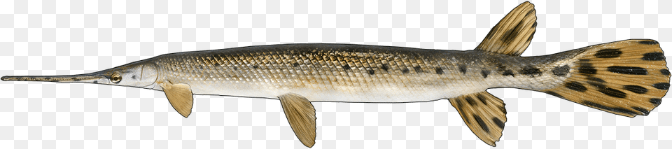 Lunge, Animal, Fish, Sea Life Free Transparent Png