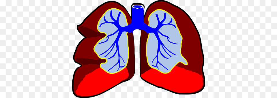 Lungs Ct Scan, Flower, Iris, Petal Free Png