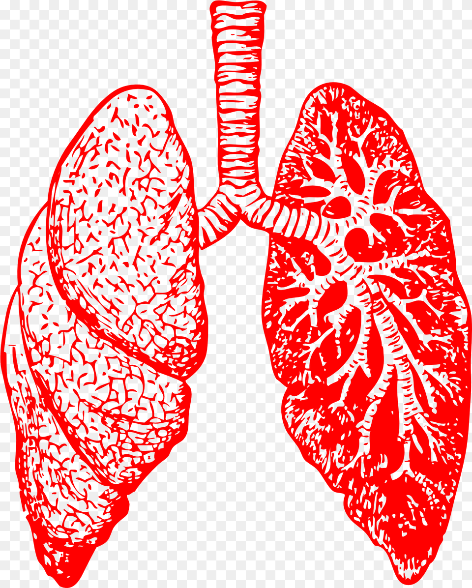 Lungs, Flower, Plant, Petal, Accessories Free Png