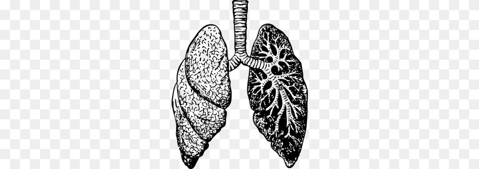 Lungs Gray Free Png