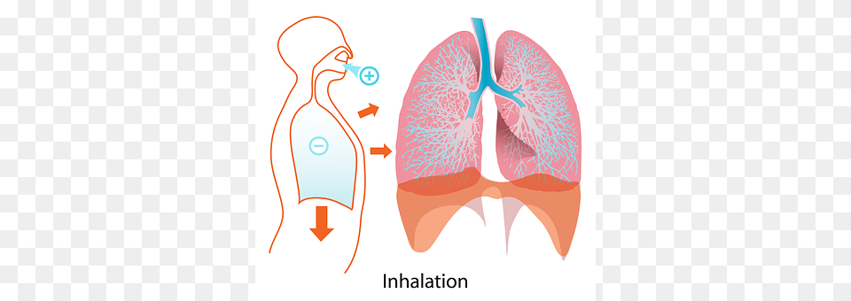 Lungs Face, Head, Person Png Image