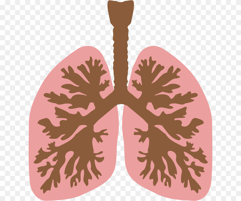 Lungs And Bronchus, Person, Flower, Plant, Face Png Image