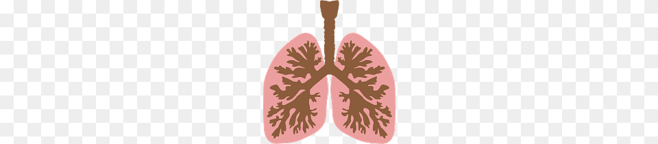 Lungs And Bronchus, Flower, Plant, Leaf, Food Free Transparent Png