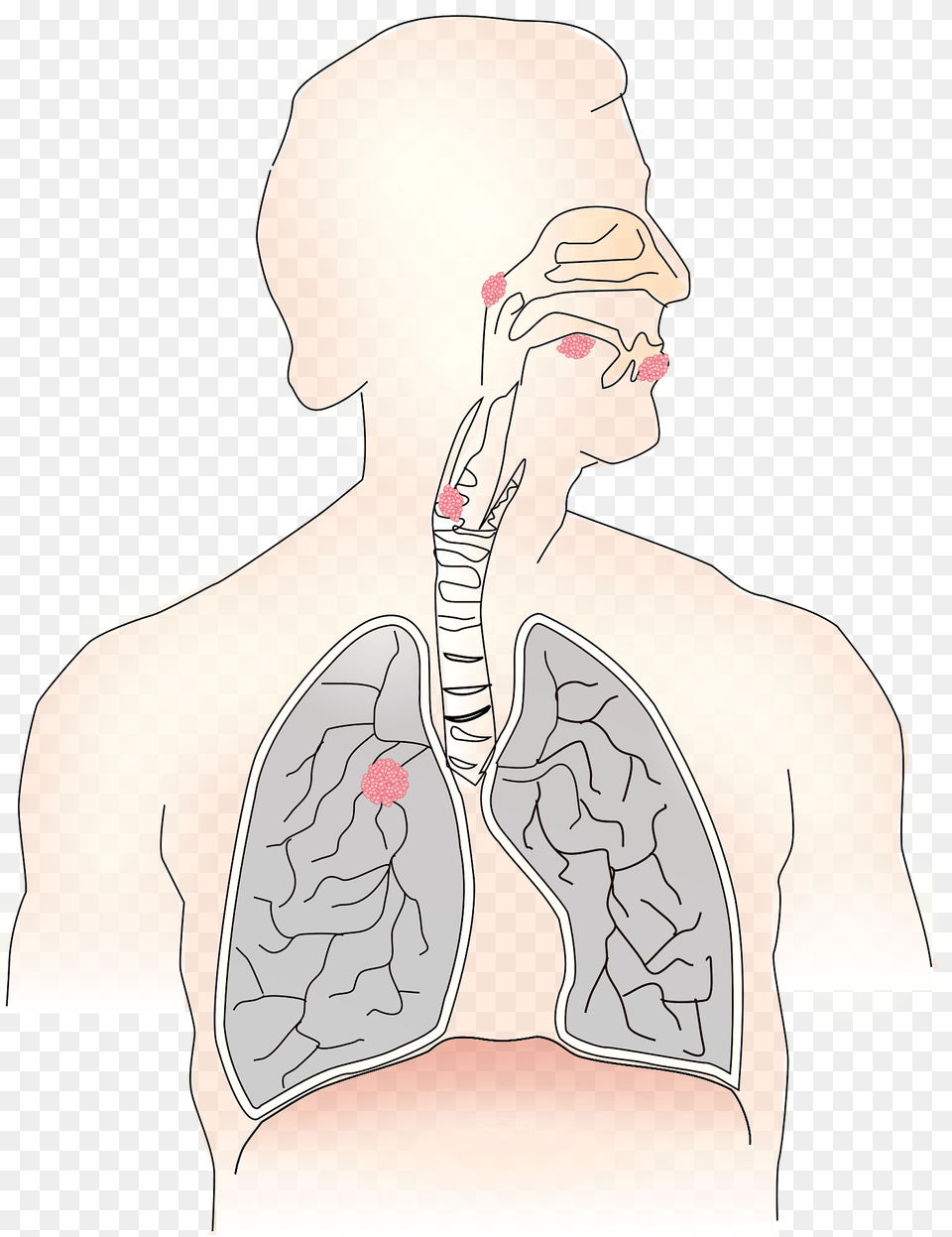 Lungs And Respiratory System, Neck, Body Part, Face, Head Png