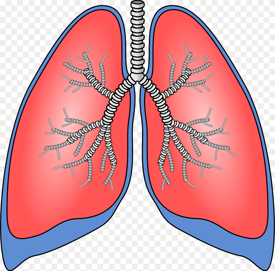 Lungs Clipart, Face, Head, Person Free Png Download