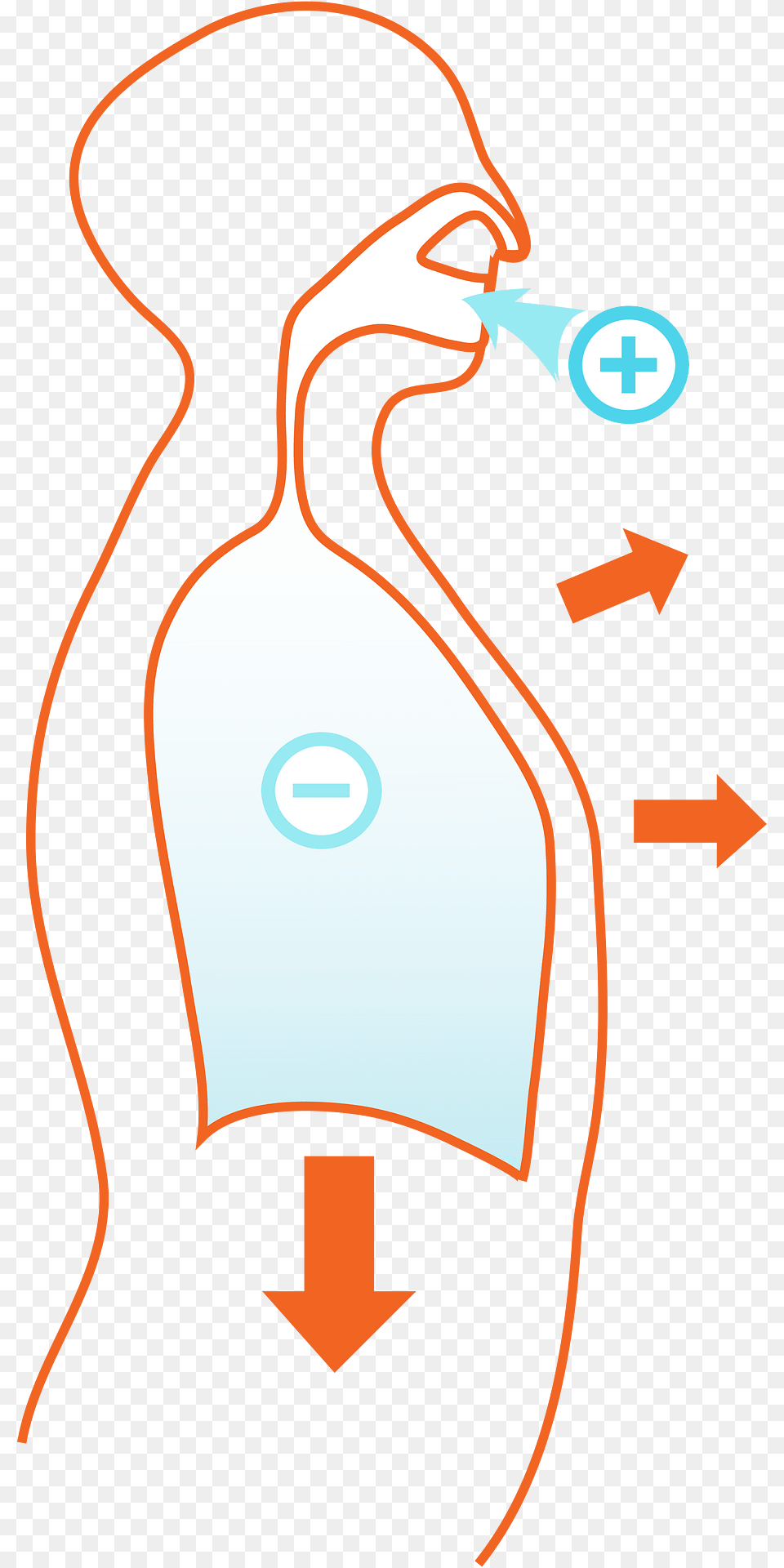 Lungs Clipart, Computer Hardware, Electronics, Hardware, Mouse Free Transparent Png