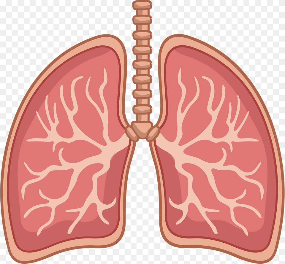 Lungs Clipart, Food, Ketchup Png