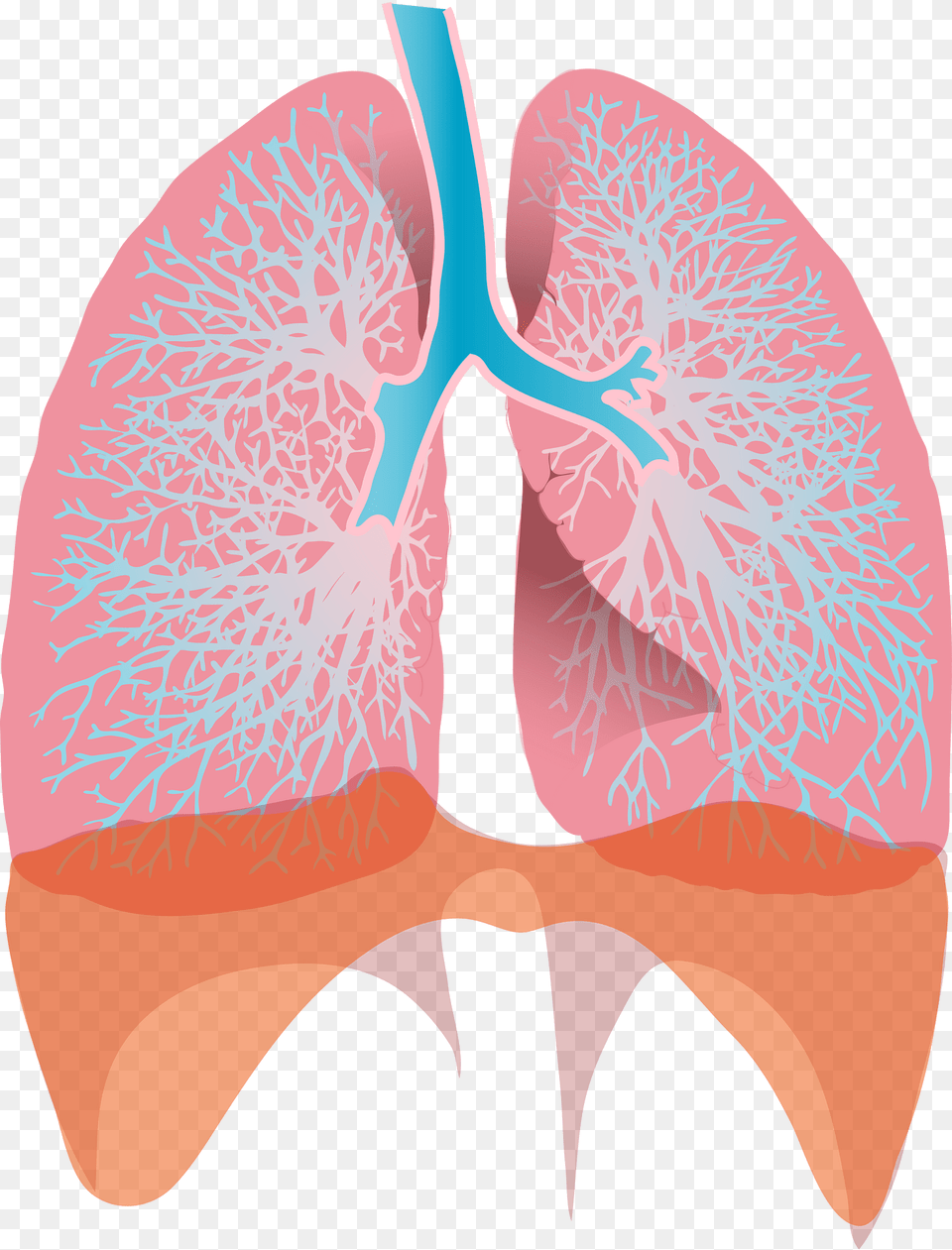 Lungs Clipart, Ct Scan, Food, Ketchup, Face Png