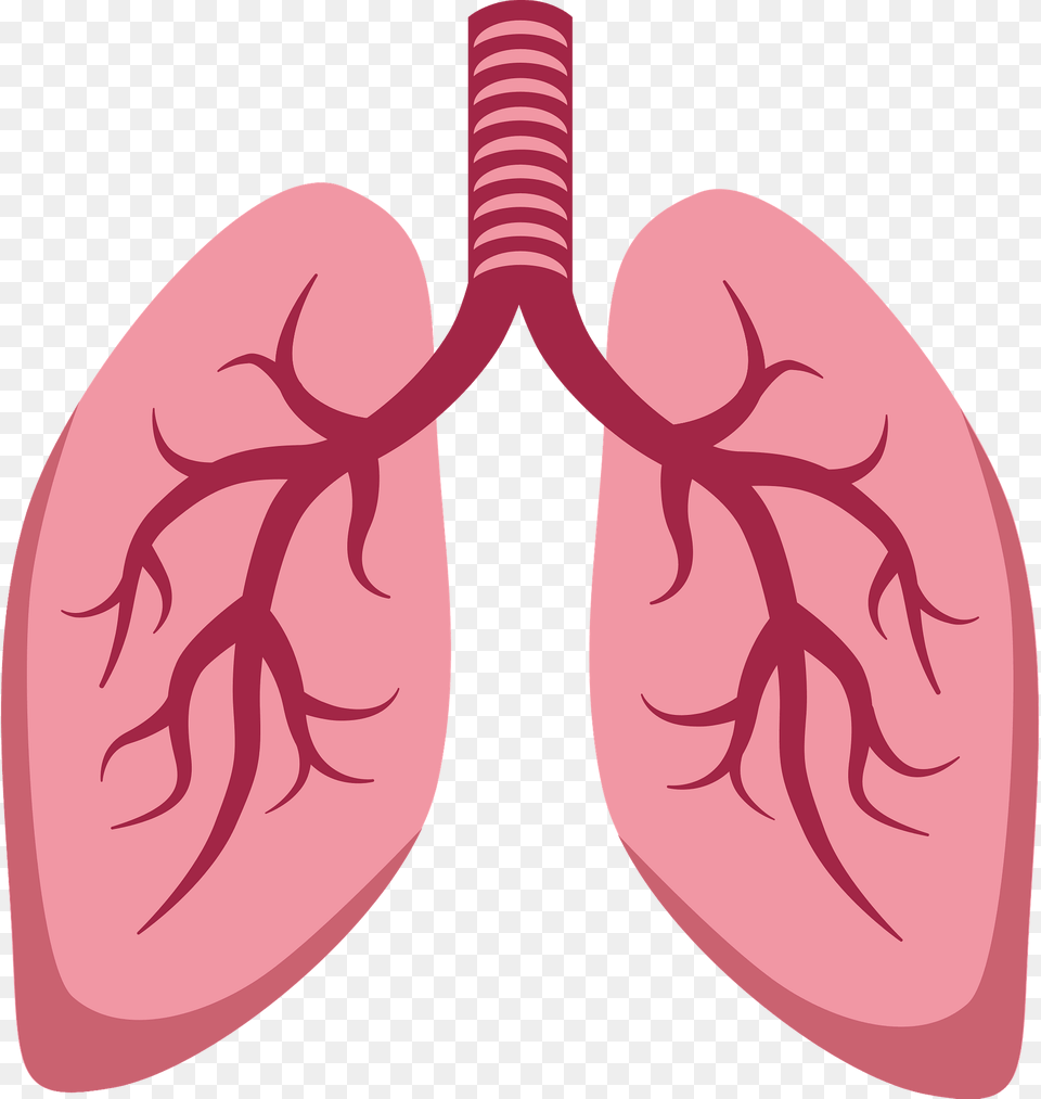 Lungs Clipart, Heart, Person, Flower, Petal Png