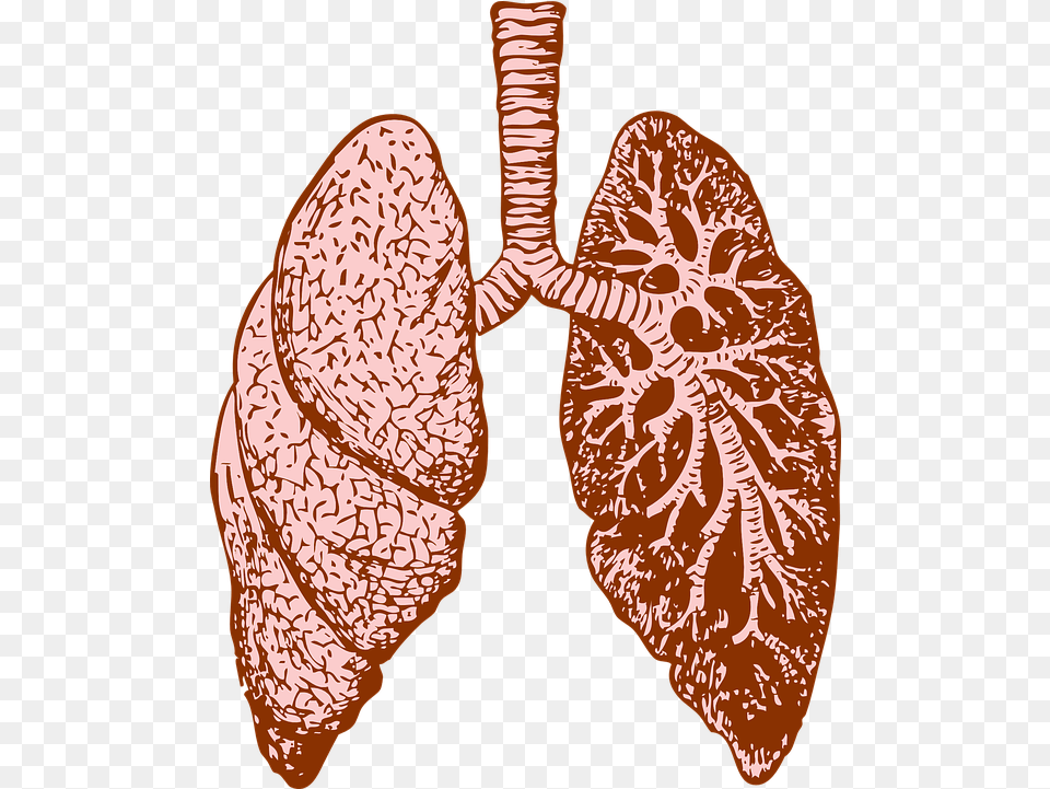 Lungs Clipart 5 Lung, Accessories, Adult, Female, Person Free Transparent Png