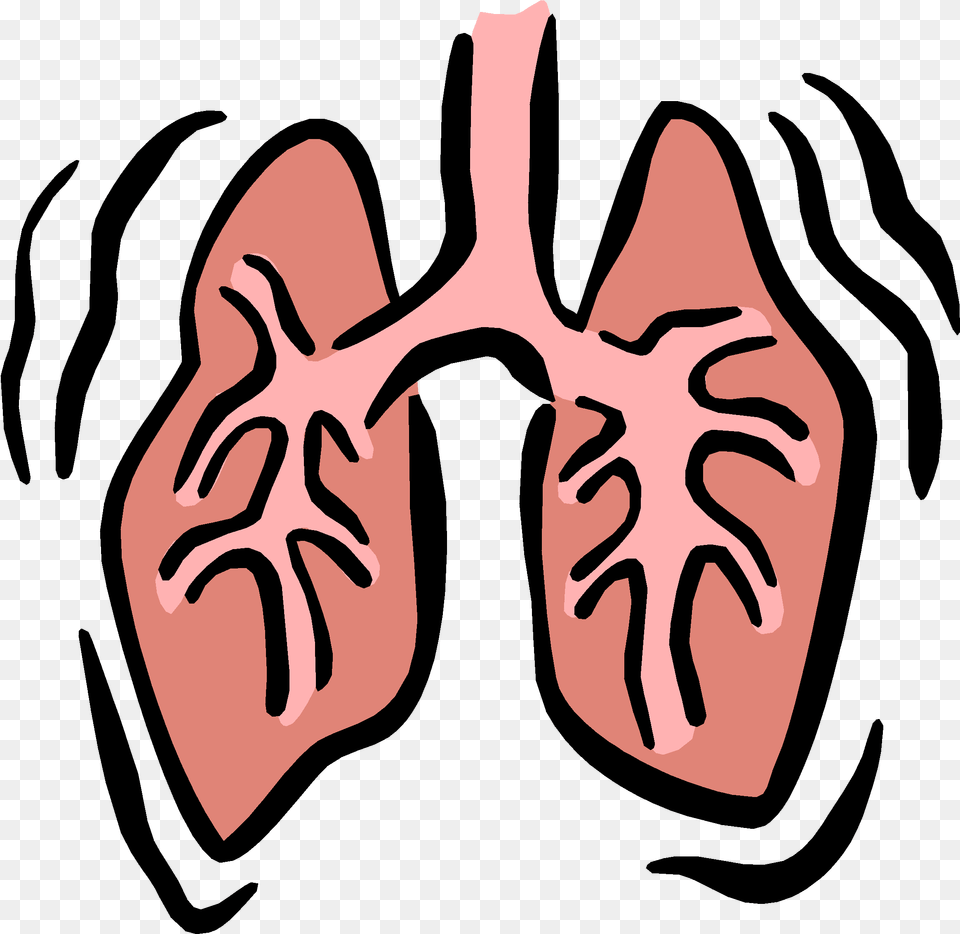 Lungs Clipart Animated Transparent For Clip Art Respiratory System, Adult, Female, Person, Woman Free Png Download