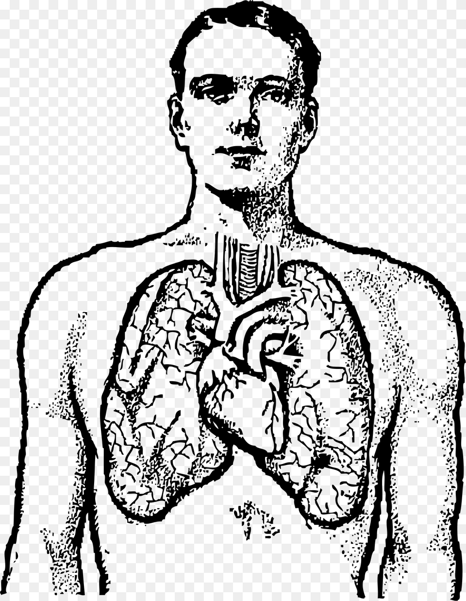 Lungs Clipart Black And White, Gray Png