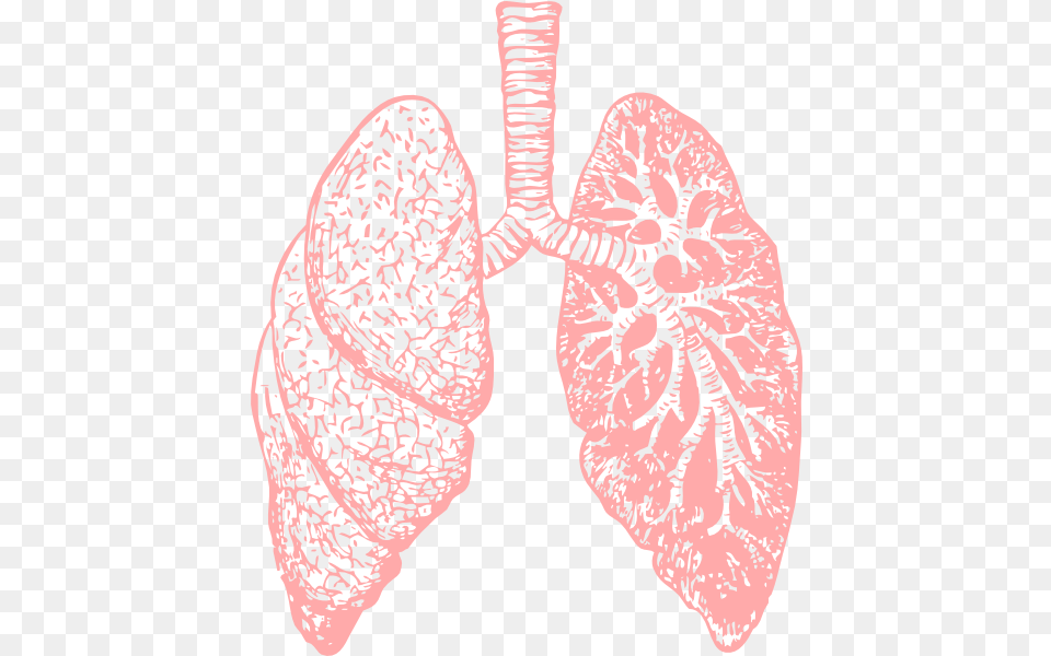 Lungs Clipart Image Lung, Person, Plant, Petal, Flower Free Png Download