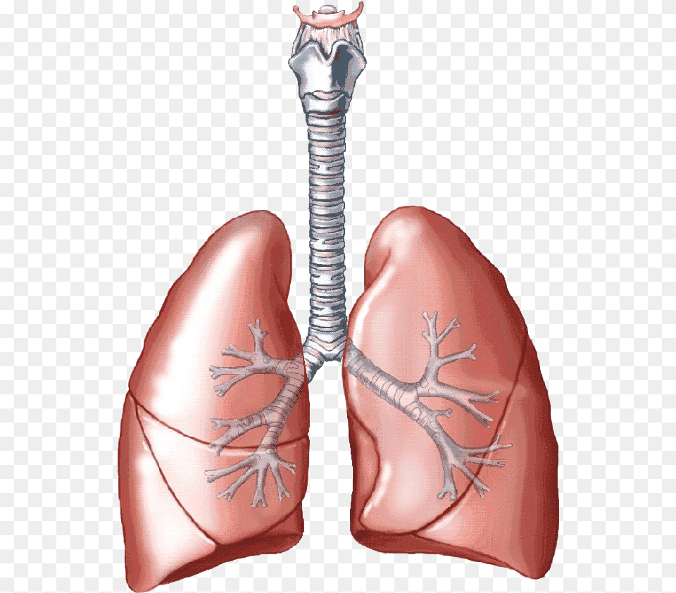 Lungs Clipart Pulmones Biology Lungs, Body Part, Person, Torso, Head Free Png Download