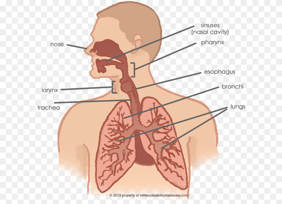 Lungs Connected To Throat, Body Part, Face, Head, Neck Free Png