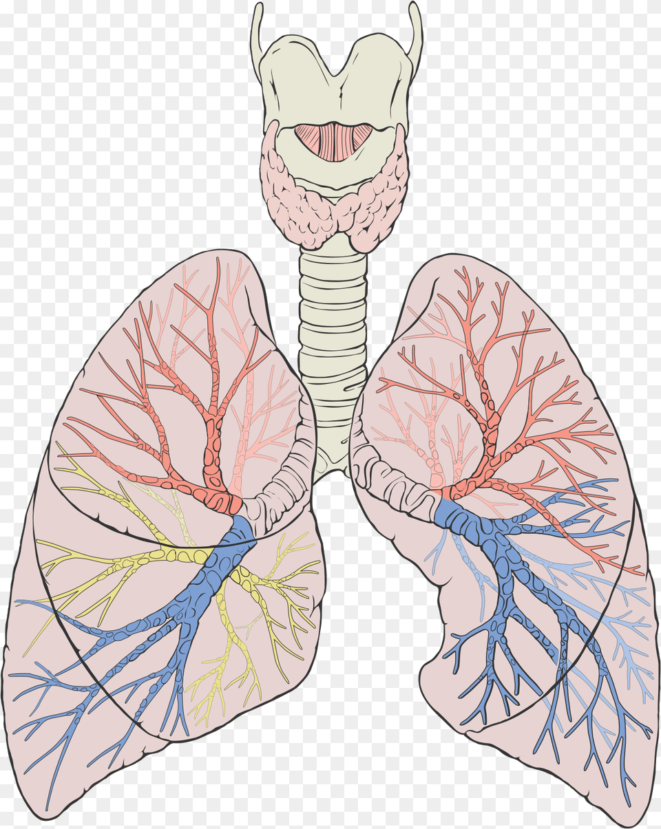 Lungs Diagram, Art, Formal Wear, Drawing, Accessories Png
