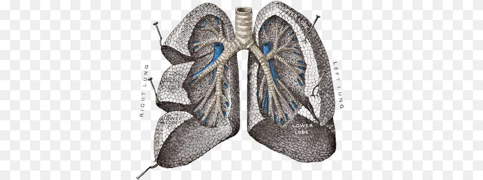 Lungs Golden Ratio In Lungs, Accessories, Art Free Transparent Png