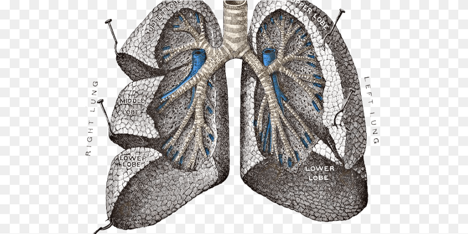 Lungs Images Lungs, Accessories, Chandelier, Lamp Free Png