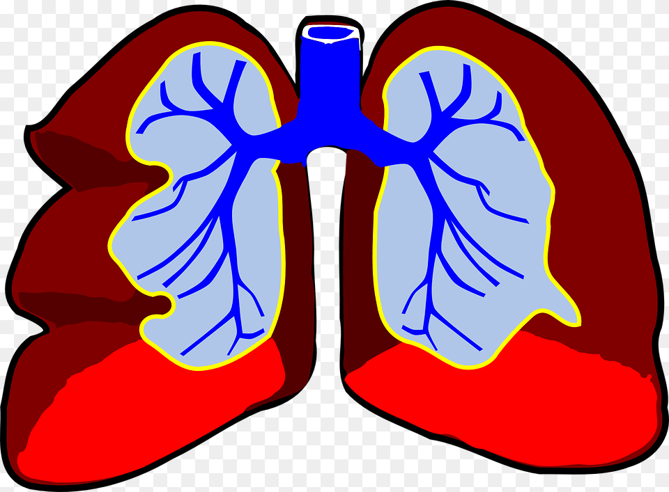 Lungs Infection Prevent Ers Health Inc, Ct Scan, Flower, Iris, Petal Free Png Download