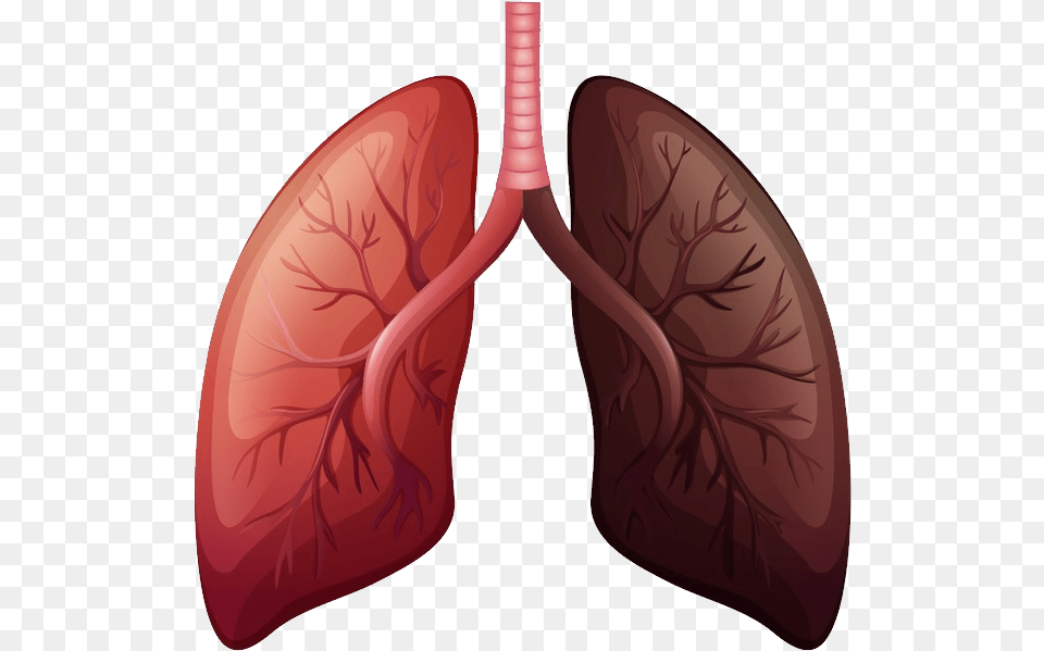 Lungs Lung Cancer Before And After, Heart, Smoke Pipe Free Png