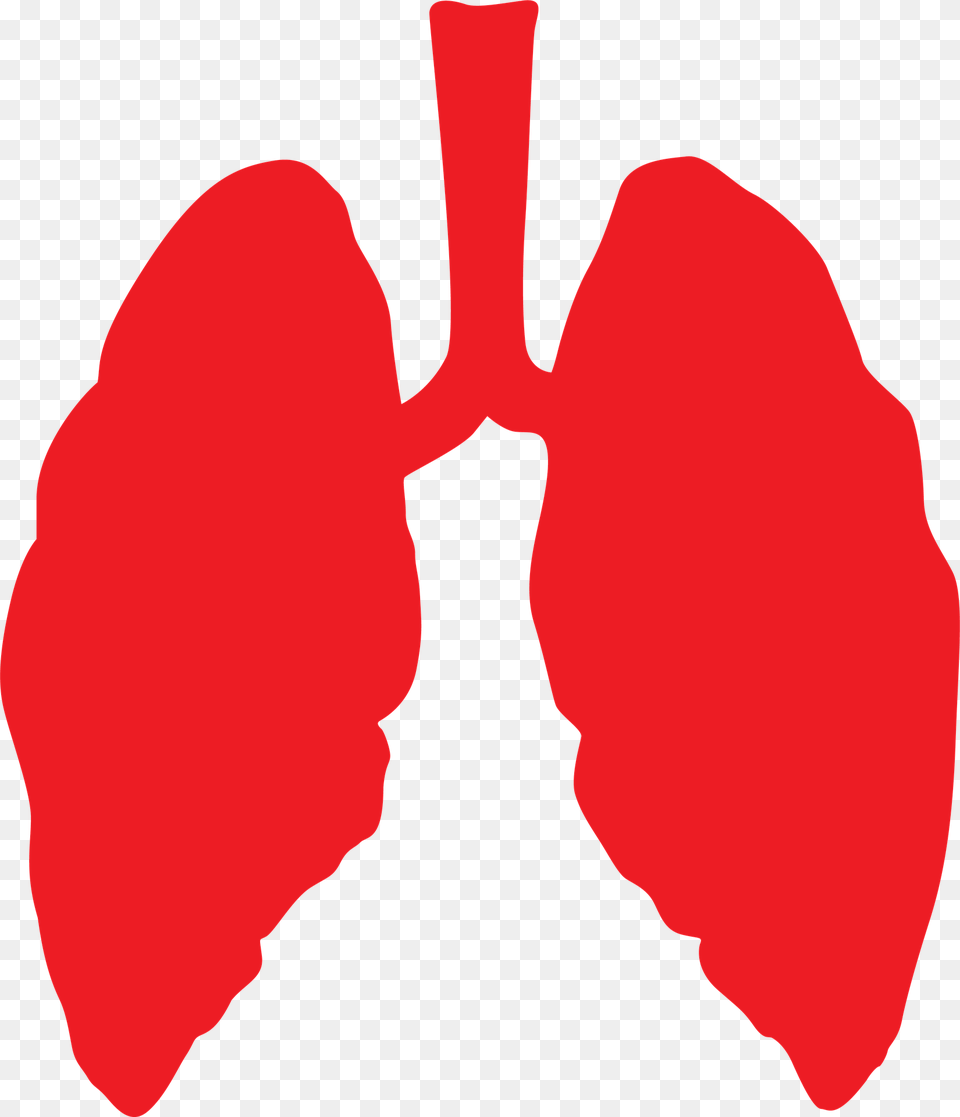 Lungs Lung Health Health Lung, Flower, Petal, Plant, Accessories Png Image