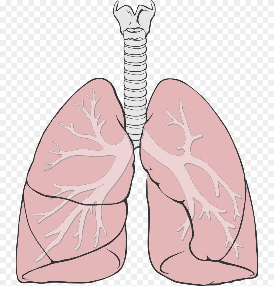 Lungs Lungs Simple, Head, Person, Face Png Image