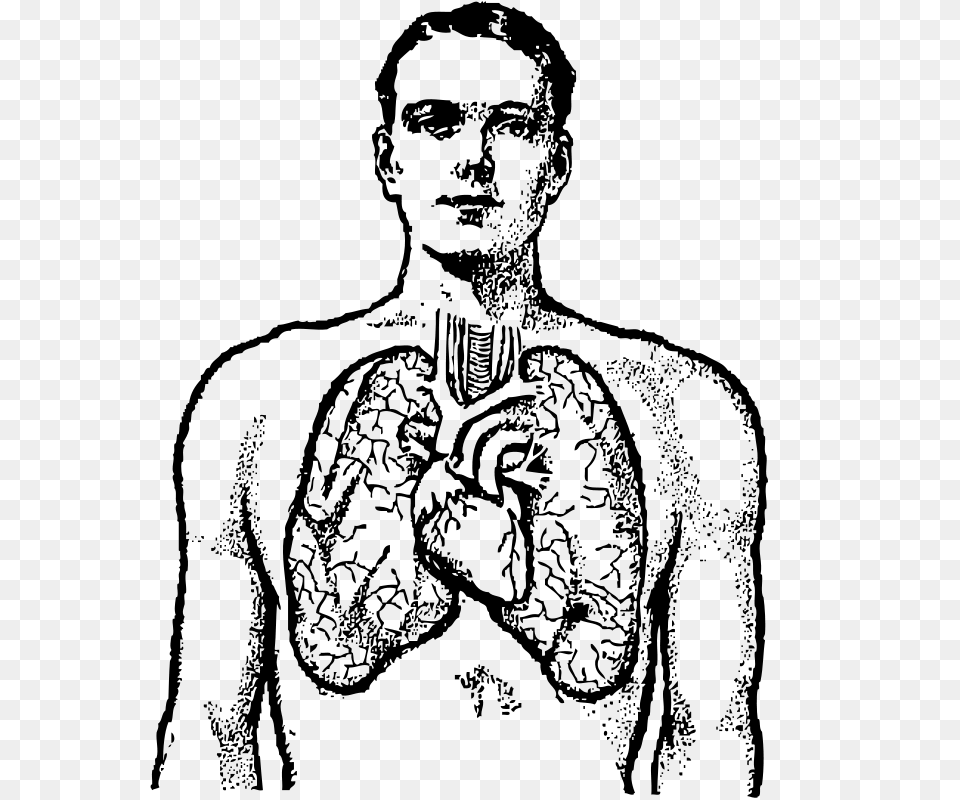 Lungs Medical Clip Art, Gray Png Image