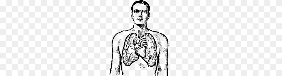 Lungs Of Man Drawing, Adult, Male, Person, Art Free Png