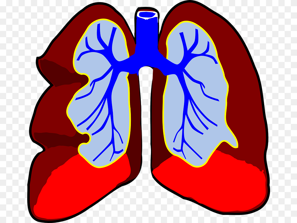 Lungs Organ Biology Respiratory System Body Air Lung With Cancer Clipart, Ct Scan, Flower, Iris, Petal Free Png