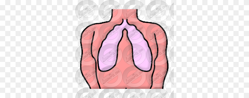 Lungs Picture For Classroom Therapy Use, Back, Body Part, Person, Hand Free Png Download