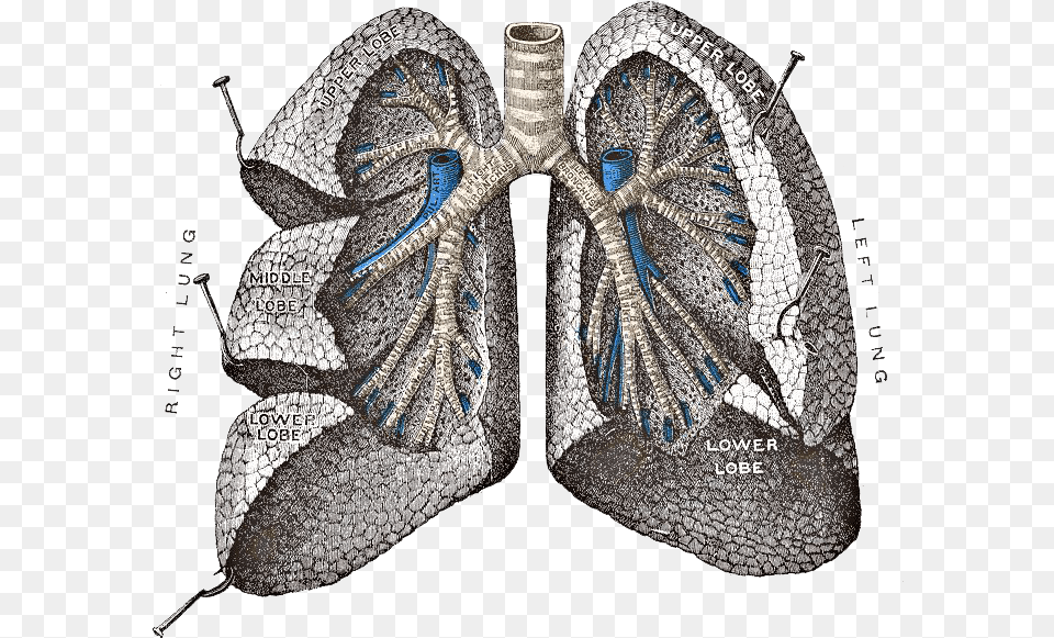 Lungs Pope Lung, Accessories, Art, Adult, Bride Free Png