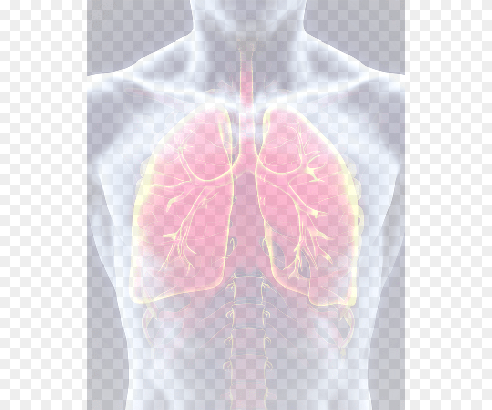 Lungs Respiratory System, Person, Skin, Adult, Male Free Png