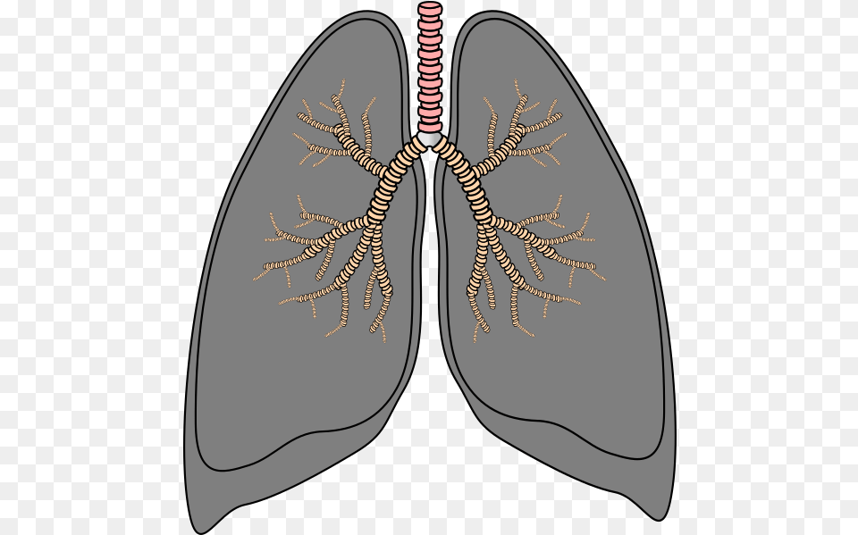 Lungs Smoking Lungs Transparent Background, Ct Scan, Pattern Free Png Download