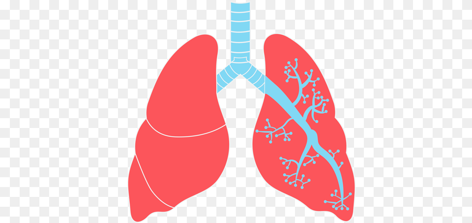 Lungs Transparent Images Lungs, Ct Scan, Smoke Pipe, Heart Png