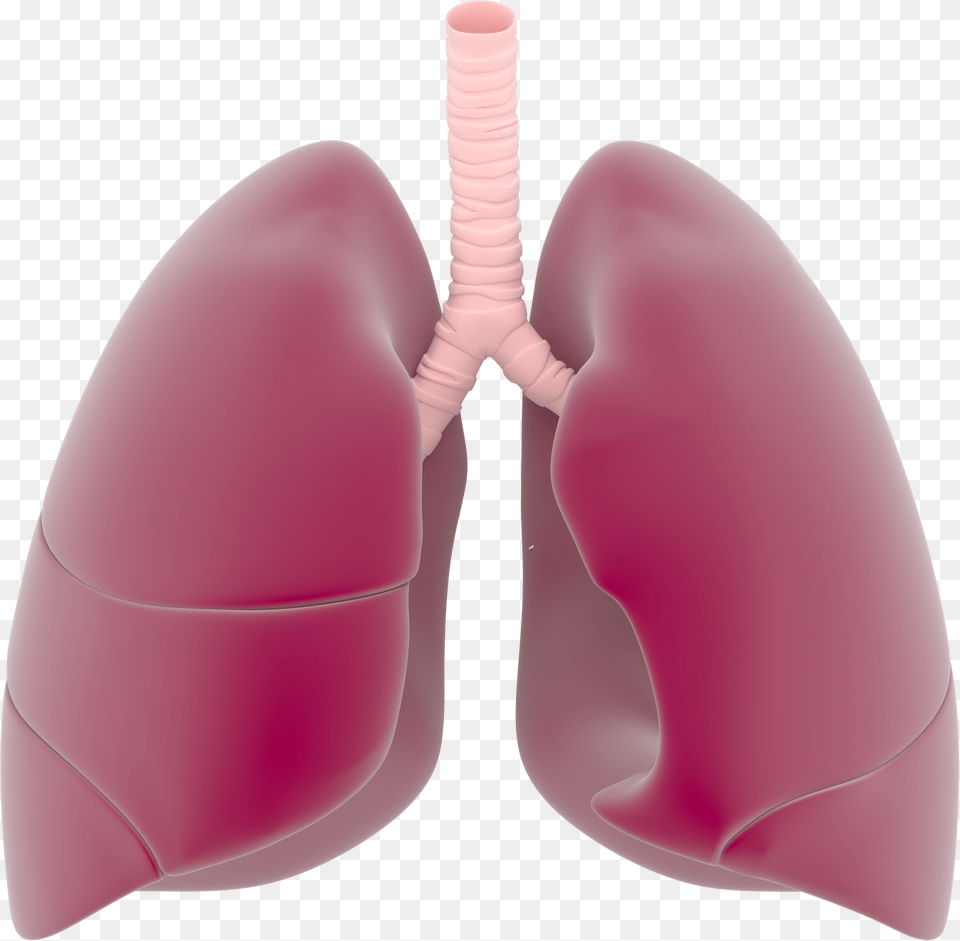 Lungs Transparent Lungs, Clothing, Swimwear, Glove, Cushion Free Png