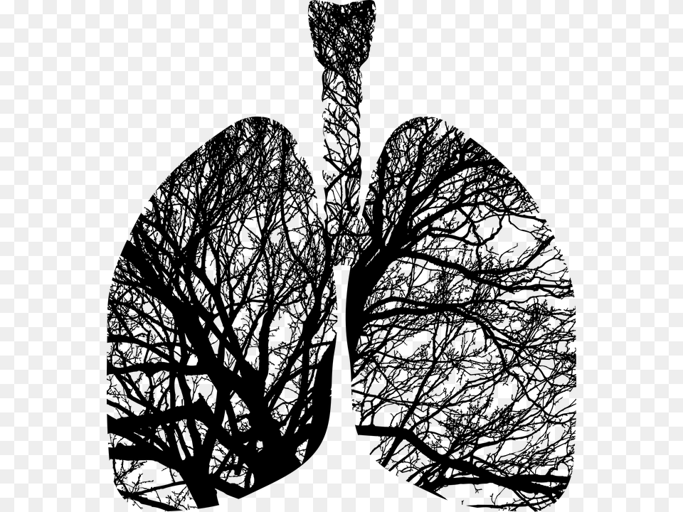 Lungs Trees, Gray Free Png