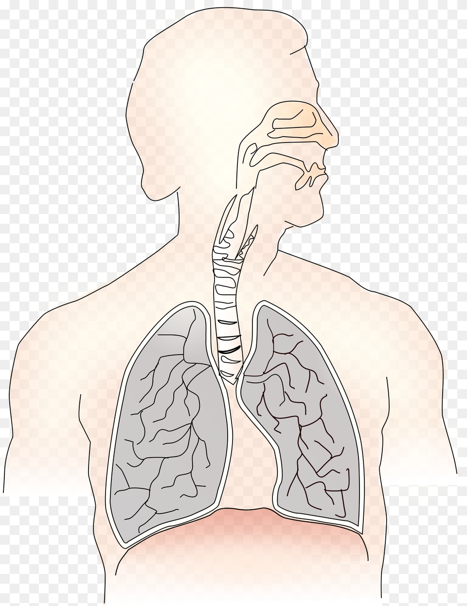 Lungs Windpipe Amp Mouth Clip Arts Human Lungs Diagram Unlabeled, Person, Body Part, Face, Head Free Transparent Png