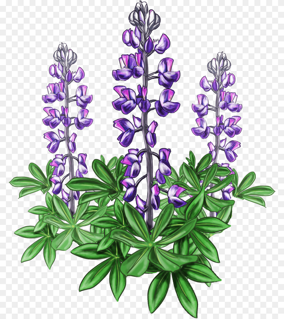Lupine Bluebonnet Alaska Plant Lupine Flower, Lupin, Purple, Petal Png