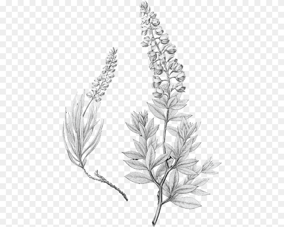 Lupinus Texensis Bluebonnet Drawing Drawing Bluebonnet Flower, Amaranthaceae, Grass, Leaf, Plant Free Png