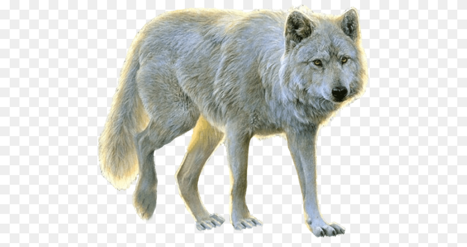 Lupus Tundrarumterrestrial Animalred Paintkunming Background White Wolf, Animal, White Dog, Pet, Mammal Free Transparent Png