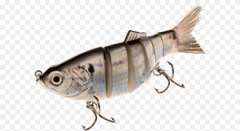 Lure Real Fish, Tape, Animal, Sea Life, Electronics Png Image