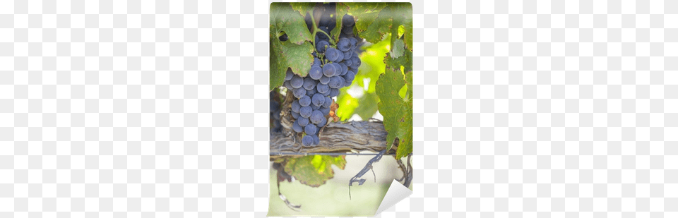 Lush Ripe Wine Grapes On The Vine Wall Mural Pixers Photography, Food, Fruit, Plant, Produce Free Png Download