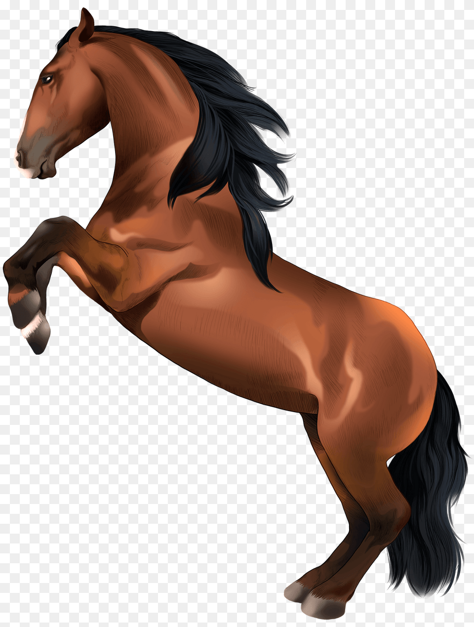 Lusitano Horse Clipart, Animal, Mammal, Stallion, Colt Horse Free Png