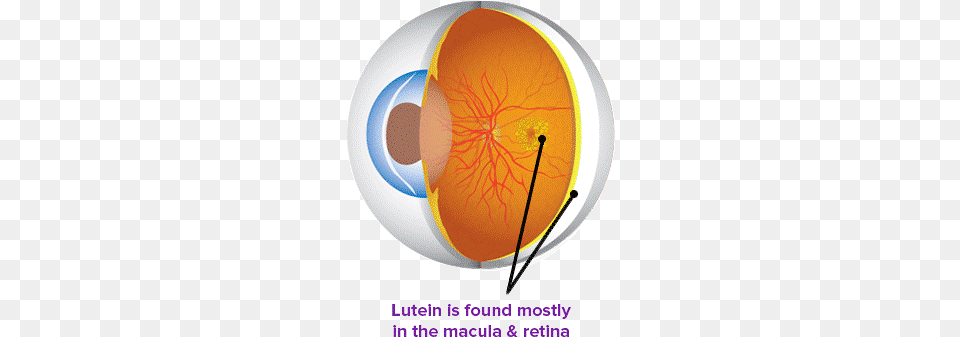 Lutein Eye Health Macula And Lutein Free Png Download