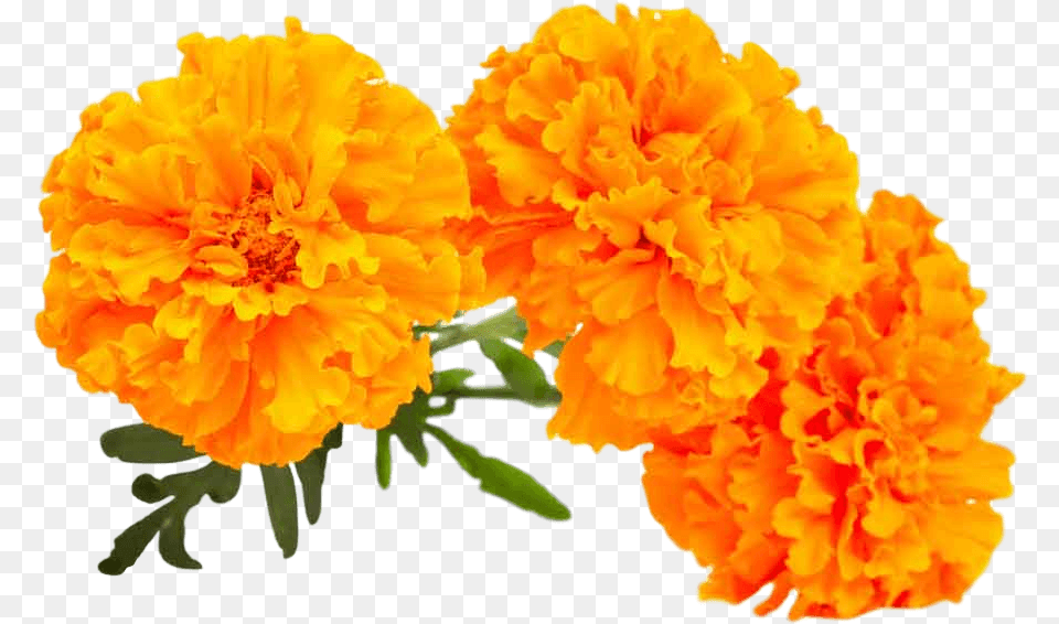 Lutein Marigold, Carnation, Flower, Plant Png